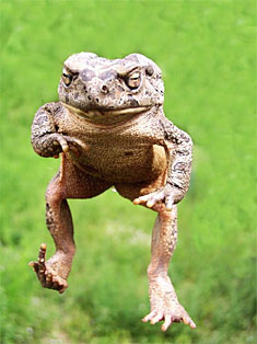 zvirata.jpg